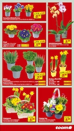 toom Baumarkt Blumen im Prospekt 