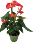 Aktuelles Flamingoblume (Anthurium Royal) Angebot bei Globus-Baumarkt in Hamburg ab 9,99 €