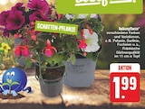 EDEKA Litzendorf - Balkonpflanze Angebot im Prospekt Balkonpflanze bei EDEKA im Litzendorf Prospekt für 1,99 €