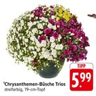 Chrysanthemen-Büsche Trios im Angebot bei E center in Lahr Chrysanthemen-Büsche Trios Angebote bei E center Lahr für 5,99 €