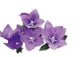 Ballonblume „Platycodon grandiflorus“ im aktuellen Hagebaumarkt Prospekt für 2,99 €