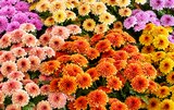 Collection de Chrysanthèmes en promo chez Jardiland Calais à 2,99 €