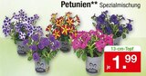 Zimmermann Hochheim - Petunien Petunien Angebot bei Zimmermann Hochheim im Prospekt Mehr als Du denkst!
