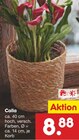 Calla im Angebot bei Netto Marken-Discount in Hameln Calla Angebote bei Netto Marken-Discount Hameln für 8,88 €