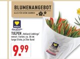 Tulpen 'Holland Lieblinge' Angebote von EDEKA bei Marktkauf Bergkamen für 9,99 €