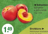 Nektarinen von  im aktuellen V-Markt Prospekt für 1,49 €