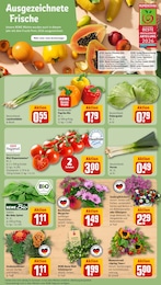 REWE Tomaten im Prospekt REWE Tomaten im Prospekt