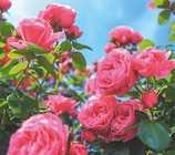Rosier Buisson - Delbard Rosier Buisson à 14,99 € dans le catalogue Delbard