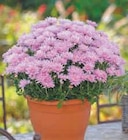 Promo Marguerite d'Automne à 3,49 € dans le catalogue Hyper U à La Roche-sur-Yon