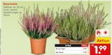 Besenheide Calluna im Angebot bei Netto Marken-Discount in Bonn Besenheide Calluna Angebote bei Netto Marken-Discount Bonn für 1,99 €