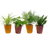 Plante verte - Carrefour à Orléans Plante verte en promo chez Carrefour Orléans à 3,99 €
