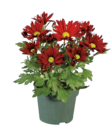 Chrysanthemen Mehrtriebler für 1,19 € bei Lidl im Angebot Chrysanthemen Mehrtriebler im aktuellen Lidl Prospekt