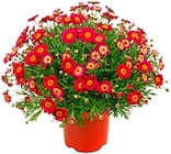 Margeritenbusch  im aktuellen Penny Prospekt für 6,99 €