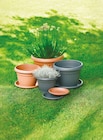 Blumentopf Firenze im Angebot bei Netto mit dem Scottie in Neubrandenburg Blumentopf Firenze Angebote bei Netto mit dem Scottie Neubrandenburg für 0,79 €