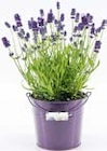 Lavendel  im aktuellen Hellweg Prospekt für 2,79 €