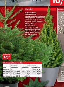 Zuckerhutfichte bei BAUHAUS in Mettmann Zuckerhutfichte im Angebot bei BAUHAUS Mettmann