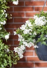 Sommerjasmin-Ampel bei Garten-Center Nordharz GmbH & Co. KG im Prospekt "" für 21,99 €