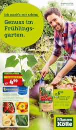 Gartenbaustoffe im Pflanzen Kölle Prospekt "Genuss im Frühlingsgarten!" auf Seite 1