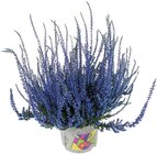 Aktuelles Besenheide Picasso Calluna Angebot bei REWE in Nürnberg ab 2,99 €