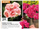 Aktuelles GERANIE STEHEND "ROSEBUD" & "PRETTY LITTLE" Angebot bei OBI in Erfurt ab 2,99 €