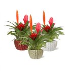 Composition de bromeliacées coloris multicolore avec son pot - BOTANIC® - Botanic Composition de bromeliacées coloris multicolore avec son pot - BOTANIC® à 25,99 € dans le catalogue Botanic