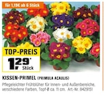 Kissen-Primel (primula Acaulis) bei OBI im Prospekt "" für 1,19 €