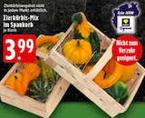 E center Krefeld - Zierkürbis-Mix Angebot im Prospekt Zierkürbis-Mix bei E center im Krefeld Prospekt für 3,99 €