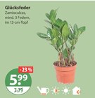 Zimmerpflanzen im V-Markt Prospekt Glücksfeder im aktuellen V-Markt Prospekt für 5,99 €