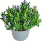 Aktuelle Blumen Angebote bei tegut in Erlangen Aktuelles Enzian Angebot bei tegut in Erlangen ab 4,99 €