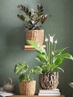 Aktuelle Blumentopf Angebote bei Dehner Garten-Center in Karlsruhe Aktuelles Glücksfeder 'Raven' Angebot bei Dehner Garten-Center in Karlsruhe ab 7,99 €