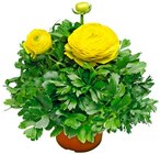 Blaukissen im Angebot bei REWE in Recklinghausen Blaukissen Angebote bei REWE Recklinghausen für 1,99 €