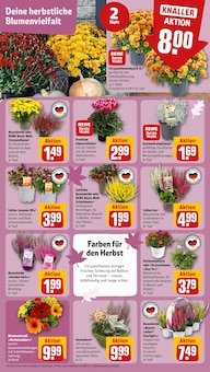 Pflanzen im REWE Prospekt "Dein Markt" mit 14 Seiten (Braunschweig)