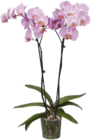 Orchidee im aktuellen Globus-Baumarkt Prospekt