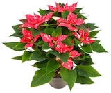 Penny Burgbrohl - Gesprenkelter Weihnachtsstern Busch Angebot im Prospekt Gesprenkelter Weihnachtsstern Busch bei Penny im Burgbrohl Prospekt für 5,99 €