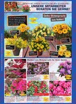 Blumen Blumen