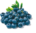Heidelbeeren bei Netto mit dem Scottie im Jamlitz Prospekt für 1,19 €