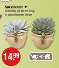 Sukkulenten im V-Markt Prospekt Sukkulenten von INDOOR OUTDOOR COLLECTION im aktuellen V-Markt Prospekt fĂŒr 14,99 âŹ
