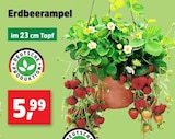 Erdbeerrampel bei Thomas Philipps im Bramsche Prospekt für 5,99 €
