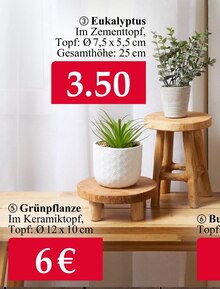 Zimmerpflanzen im aktuellen Woolworth Prospekt für €6.00
