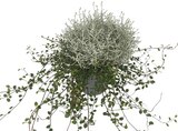 Mueca, Stacheldrahtpflanze und Muehlenbeckia im aktuellen REWE Prospekt