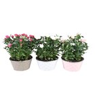 Coupe de rosiers à 8,99 € dans le catalogue Carrefour
