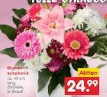 Blumensymphonie im aktuellen Netto Marken-Discount Prospekt