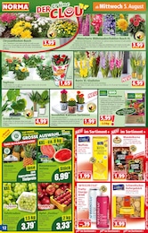 Sträucher Angebot im aktuellen Norma Prospekt auf Seite 12