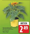 Sonnenblume Angebote bei E center Berlin für 2,49 €