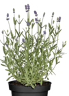 Lavendel im Angebot bei BAUHAUS in Mainz Lavendel Angebote bei BAUHAUS Mainz für 2,99 €