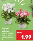 Aktuelle Zimmerpflanzen Angebote bei Kaufland in Mannheim Aktuelles Alpenveilchen Angebot bei Kaufland in Mannheim ab 1,99 €