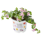 Schneeflockenblume im OBI Prospekt Schneeflockenblume im aktuellen OBI Prospekt für 1,99 €