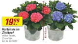 Hortensie im Zinktopf im Angebot bei toom Baumarkt in Aalen Hortensie im Zinktopf Angebote bei toom Baumarkt Aalen für 19,99 €