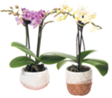 Phalaenopsis mini von  im aktuellen V-Markt Prospekt für 8,99 €