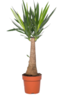 Yucca 'Maya' H. 100 cm à 34,99 € dans le catalogue Truffaut